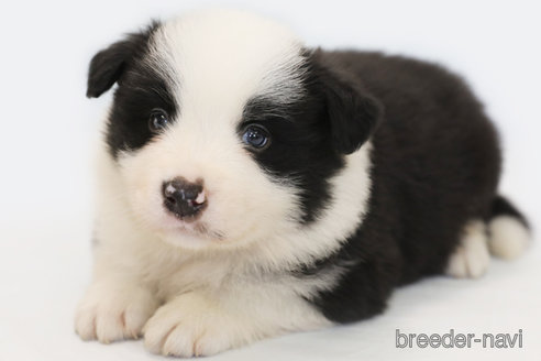 成約済の神奈川県のボーダーコリー-315523の2枚目